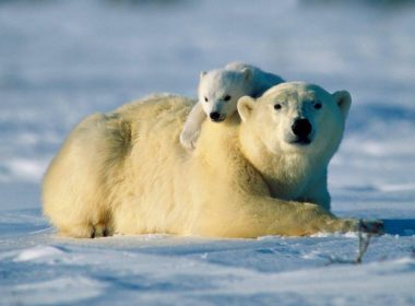 Unlike biologists, the Inuit have not observed a decline in polar bear populations recently (www.furtrimisatrap.com)