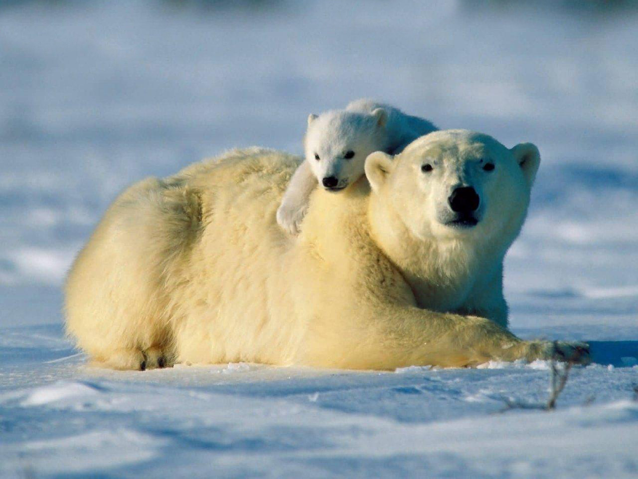 Unlike biologists, the Inuit have not observed a decline in polar bear populations recently (www.furtrimisatrap.com)